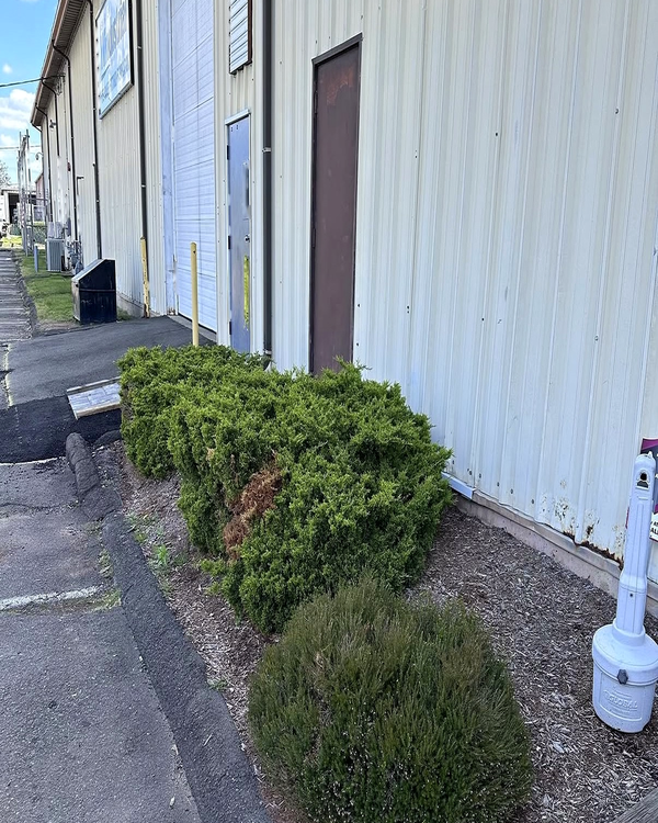 Before — overgrown shrubs and bare mulch bed along the building